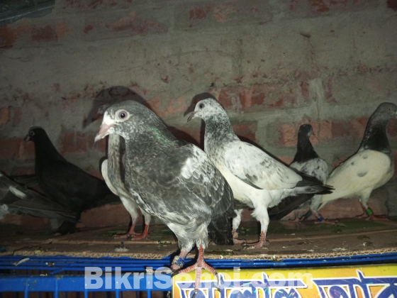 পাকিস্তানি টেডি বেবি